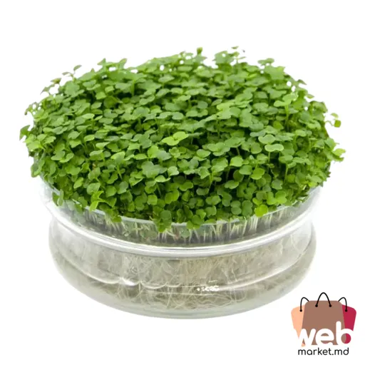 Microplante Rucola 70g ADORPLANTS