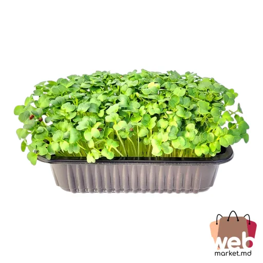 Microplante Ridiche Daikon 70g ADORPLANTS