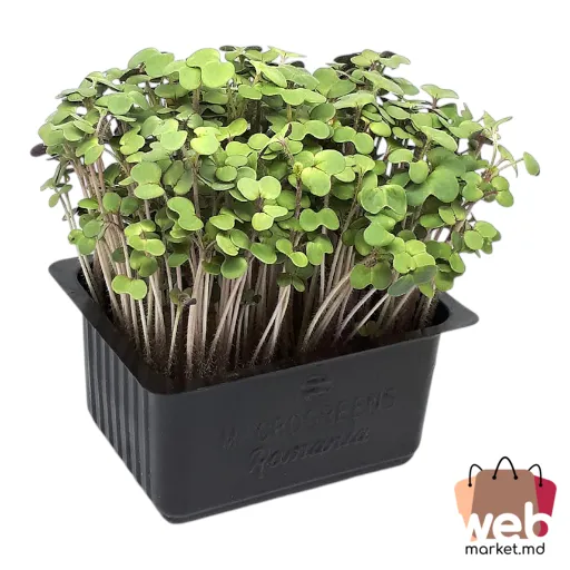 Microplante Muștar 70g ADORPLANTS