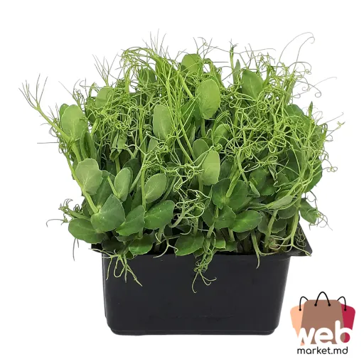 Microplante Mazare 70g ADORPLANTS