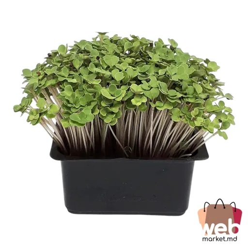 Microplante Broccoli 70g ADORPLANTS